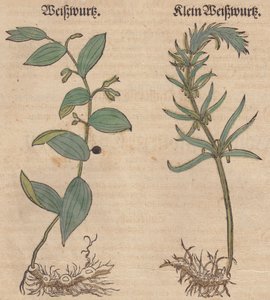 Polygonatum multiflorumおよびPolygonatum verticillatumのイラスト 作： Unbekannt Unbekannt